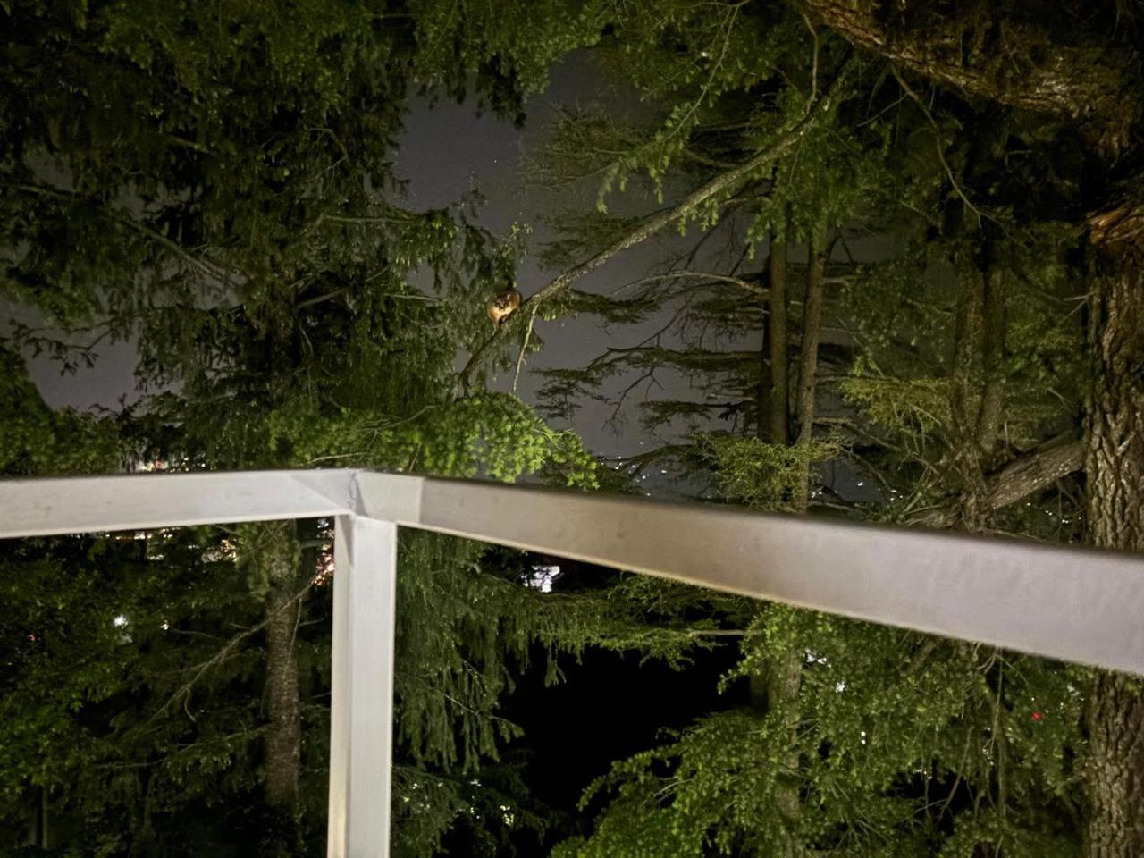 Hotel Jakhu Heights Shimla Eksteriør bilde